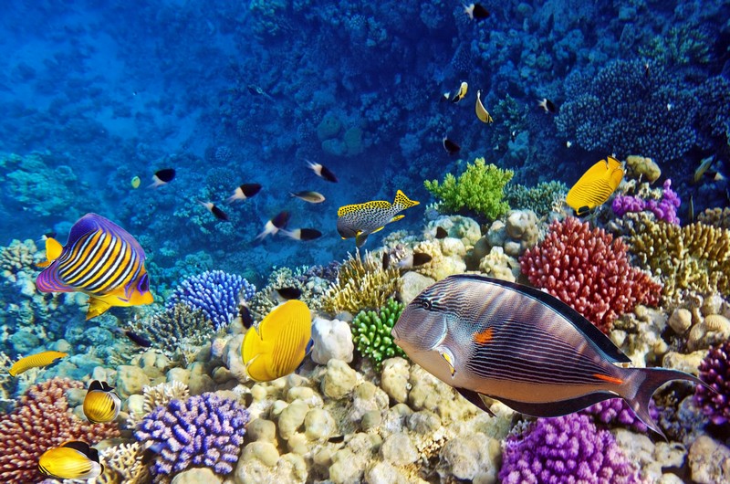 Die bunte Farbenpracht der Unterwasserwelt enspannt die Sinne Die bunte Farbenpracht der Unterwasserwelt enspannt die Sinne