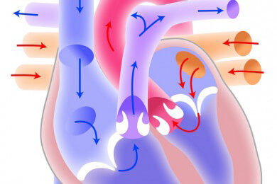 Kreislaufmittel - Anwendung, Wirkung und Nebenwirkungen
