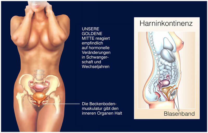 Mann anatomie beckenboden Die Anatomie