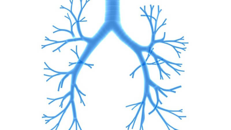 Die Bronchien sind nicht am Gasaustausch beteiligt; sie transportieren die Atemluft zu den Lungenbläschen