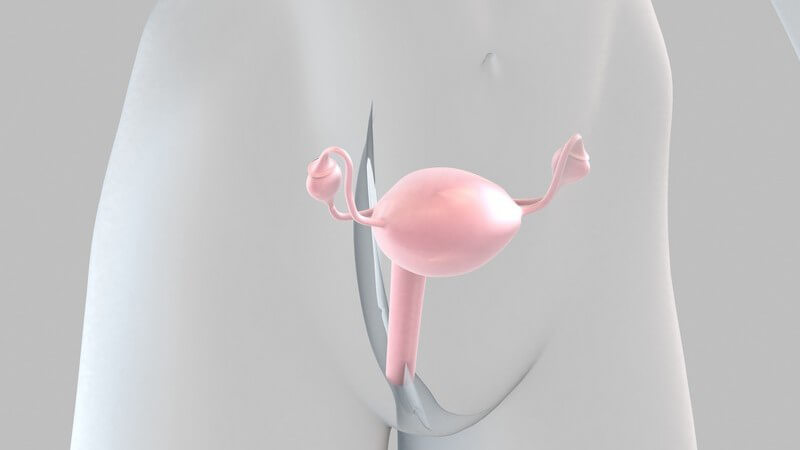 Während einer Schwangerschaft erhöht sich das Gewicht der Gebärmutter um ein Vielfaches