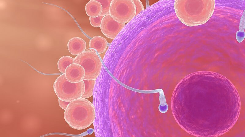 Die Phasen der Embryogenese - nach der Ausbildung der inneren Organe wird das ungeborene Kind als Fötus bezeichnet