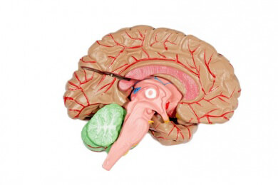 Der Hypothalamus - Wichtiges Steuerorgan für das vegetative Nervensystem und das Hormonsystem