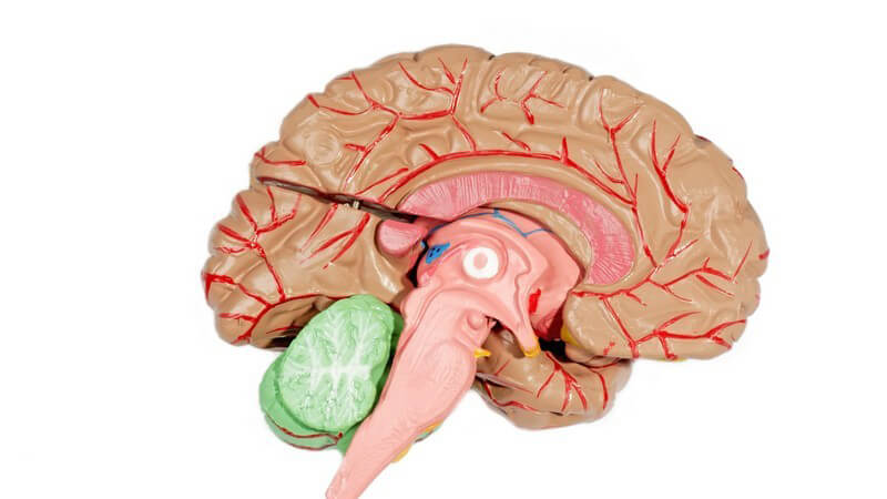 Der Hypothalamus gilt als Boden des Zwischenhirns und ist mitunter wichtig für Ernährung, Fortpflanzung, Temperaturregulation sowie Zeitmessung