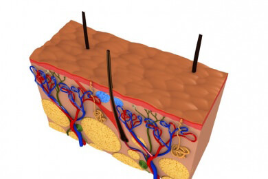 Die Haut - Das größte Organ des Menschen schützt vor zahlreichen äußeren Einflüssen