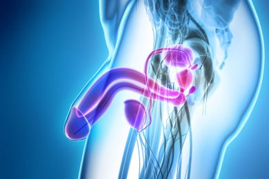 Hoden - Produzieren Sperma und das männliche Geschlechtshormon Testosteron