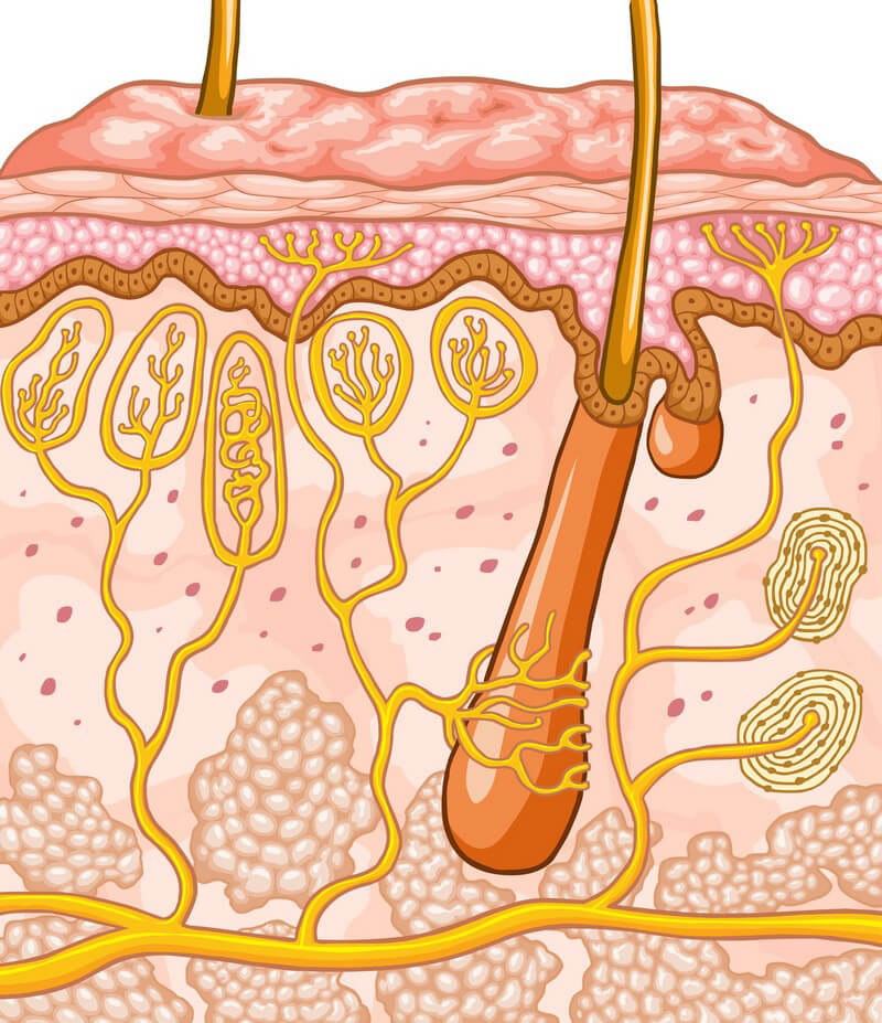Почему протоки сальных желез впадают в волосяную. Кожа человека.