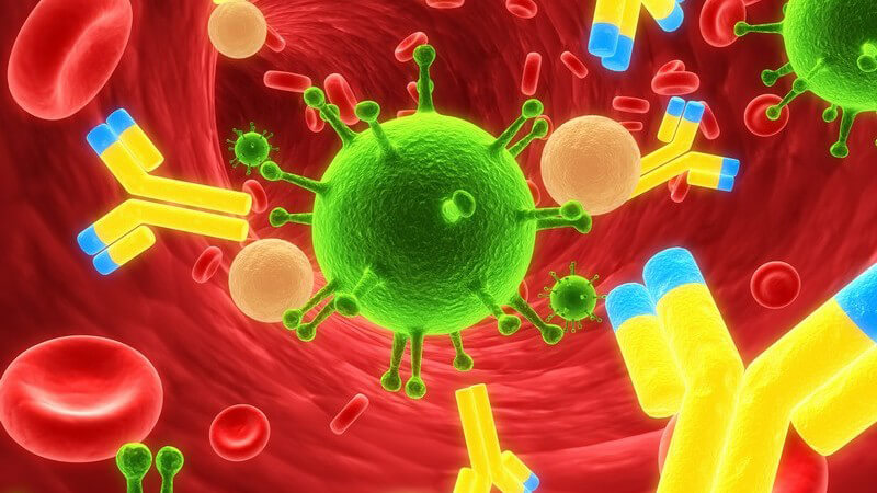 Das Immunsystem kann krankhaft veränderte Zellen erkennen und beseitigen