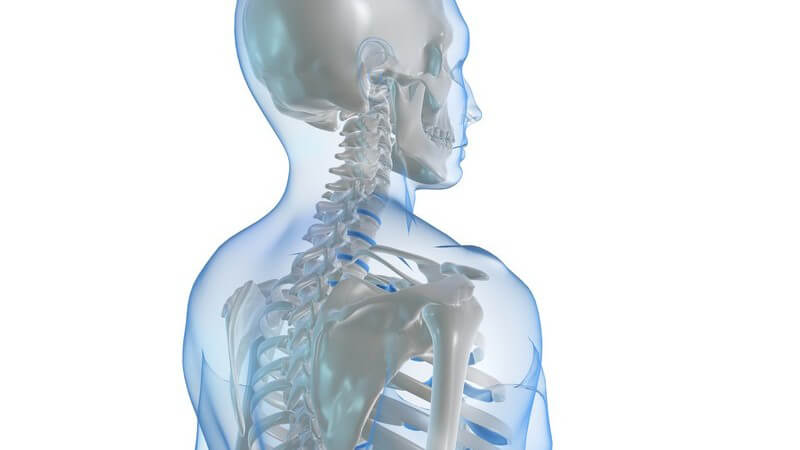 Es gibt Röhrenknochen, Plattknochen, kurze kompakte Knochen, lufthaltige Knochen sowie Sesambeine
