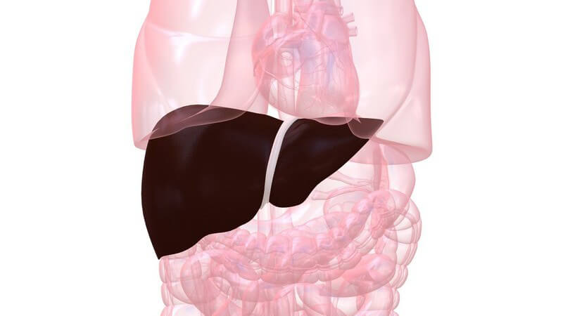 Zu den Funktionen der Leber zählen mitunter die Regulierung von Fett-,  Eiweiß- und Zuckerstoffwechsel sowie des Hormonhaushalts