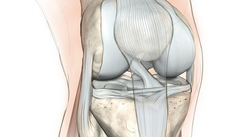 Der Meniskus hat eine Stabilisations- und Pufferfunktion; zudem mindert er die Reibung im Kniegelenk