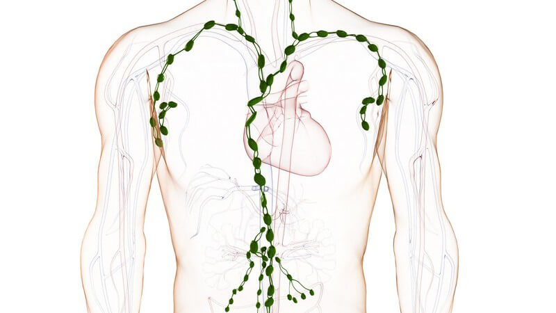 Die Lymphknoten werden zum Abwehrsystem des Organismus gezählt