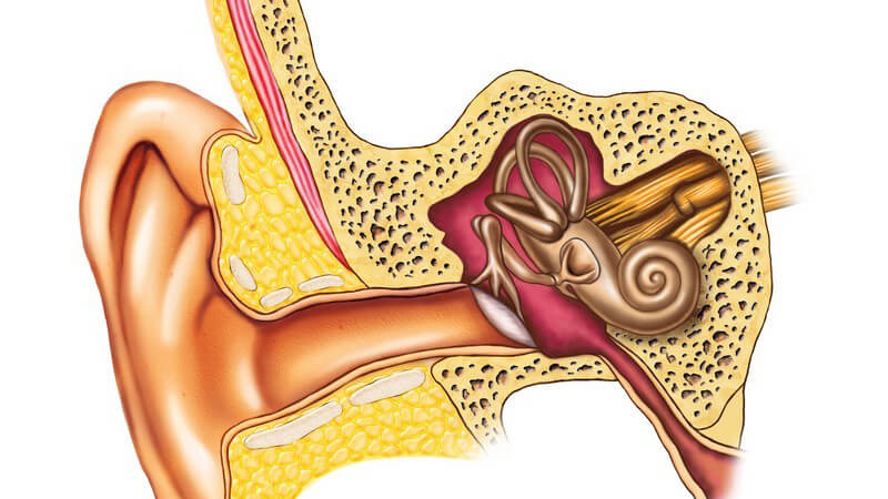 Das Hörorgan setzt sich aus Außenohr, Mittelohr und Innenohr zusammen