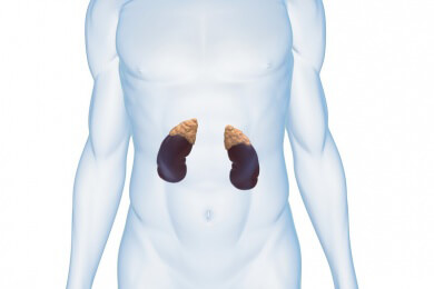 Nebennieren - Wichtig für die Hormonbildung sowie den Wasser-, Zucker- und Mineralstoffhaushalt