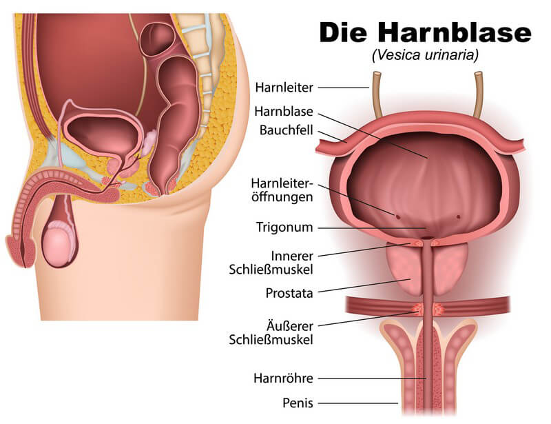 Punkt mänlicher g Descubre los