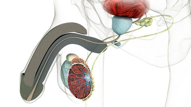 Durch das Präputium wird die Eichel des Penis vor äußeren Einflüssen geschützt