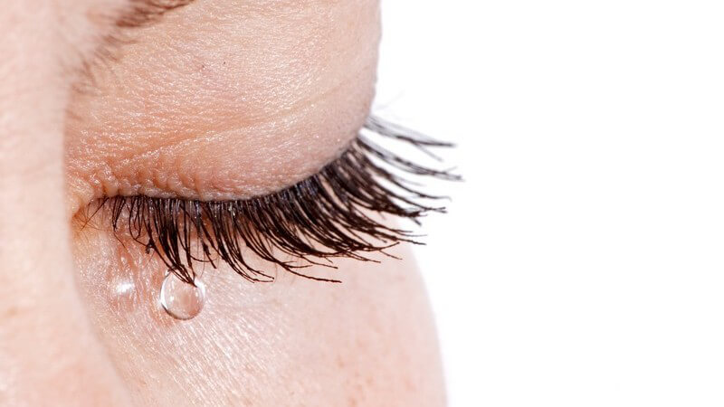 Die Lebensdauer eines Wimpernhaars beträgt 100 bis 150 Tage