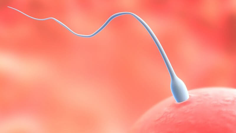 Das Ejakulat wird vom Mann während eines Orgasmus aus der Harnröhre ausgestoßen