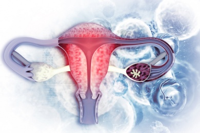 Die Vagina - Primäres Geschlechtsorgan, Lustorgan und Geburtskanal