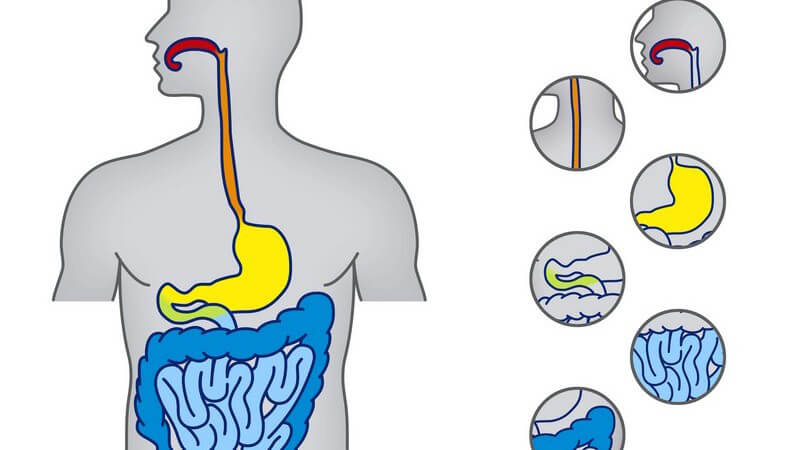 Vom Mund bis zum Enddarm - Die Verdauung läuft im menschlichen Körper in unterschiedlichen Stationen ab