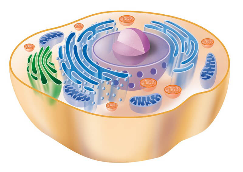 ᐅ Die Zellen Die Kleinsten Lebenden Einheiten Im Organismus