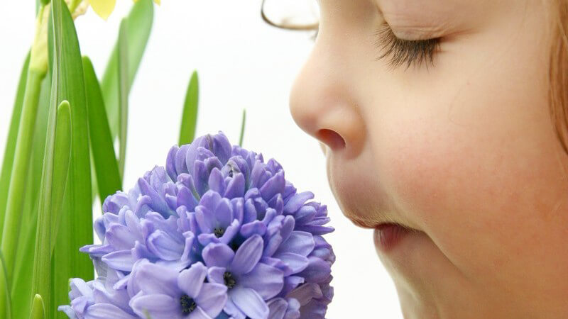In der Riechzone des olfaktorischen Systems liegen Duftstoffrezeptoren, die die Duftstoffe in der Atemluft wahrnehmen