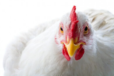 Allgemeines zum Huhn oder Hähnchen - Merkmale, Gesundheitswert und Zubereitungsmöglichkeiten