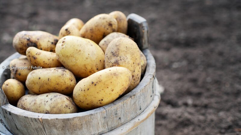 ᐅ Allgemeines über Kartoffeln - Merkmale, Gesundheitswert und