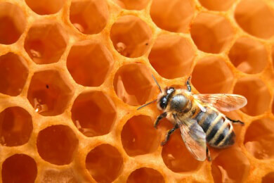 Honig - Über seine heilende Wirkung und unterschiedliche Verwendungsmöglichkeiten