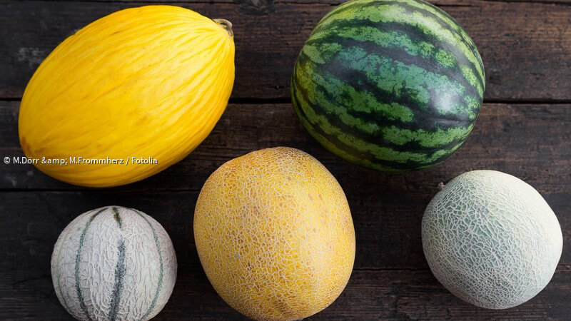 ᐅ Melonen sind gesund Arten, Kalorien und Inhaltsstoffe