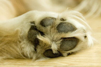 Aufgaben, Ausbildung und Weiterbildung eines Tierheilpraktikers