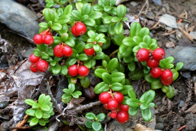 Allgemeines zur Preiselbeere - Merkmale, Gesundheitswert und Verwendungsmöglichkeiten