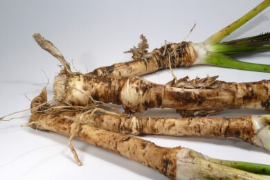 Wurzelgemüse: Sorten, Gesundheitswert und Verwendung