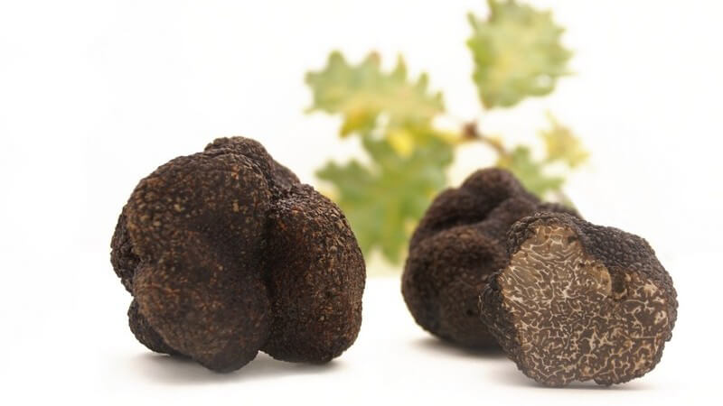 Trüffel auf weißem Hintergrund