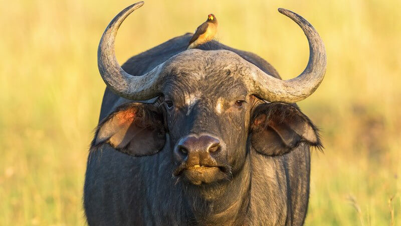 Afrikanischer Büffel mit einem gelbgefiederten Vogel (Madenhacker) auf dem Rücken