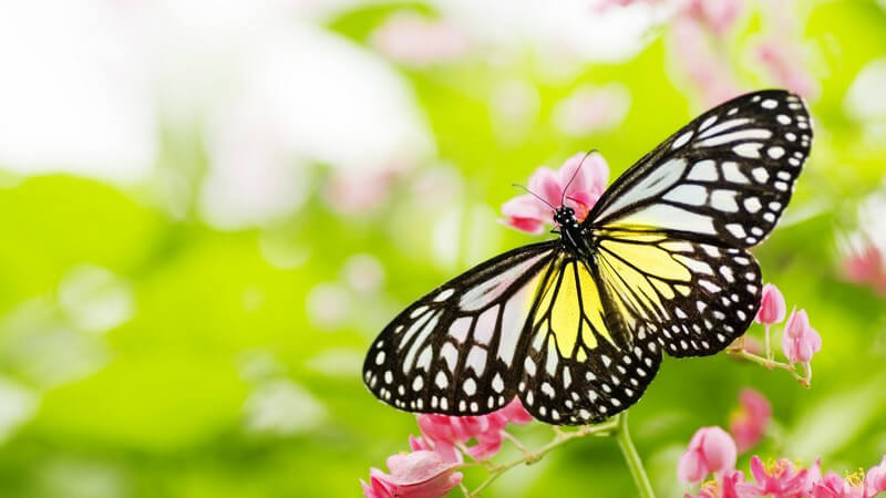 Nahaufnahme Schmetterling auf rosaner Blume