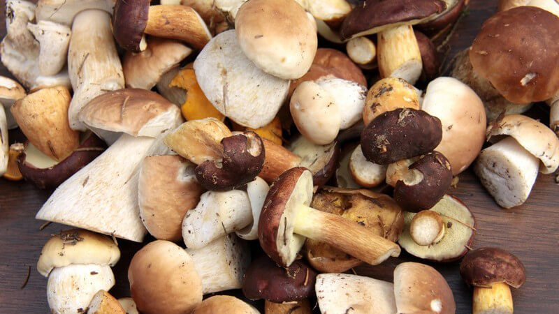 Ein Haufen gesammelter heller und dunkler Pilze auf einem Tisch