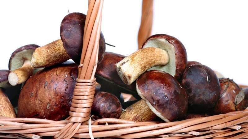 Frisch gesammelte Pilze im Korb auf weißem Hintergrund