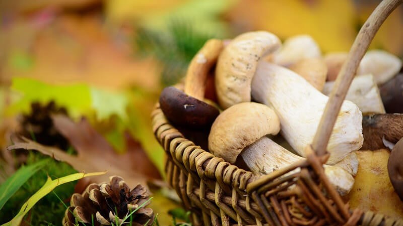 Pilze sammeln: Auswahl verschiedener Pilze im Korb, der auf Waldboden steht
