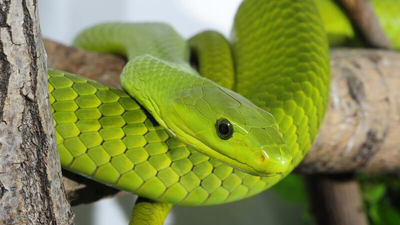 Knallgrüne Gewöhnliche Mamba auf einem dicken Ast im Terrarium