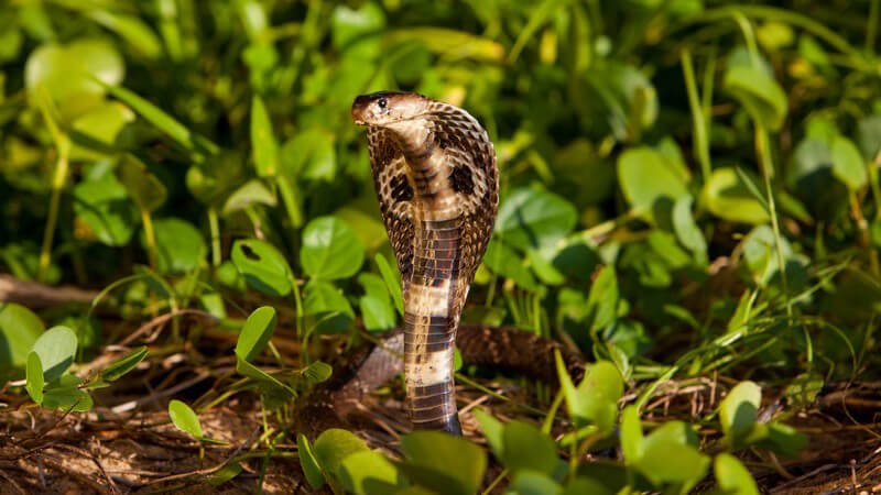 Eine Kobra (Giftschlange) in ihrem natürlichen Lebensraum