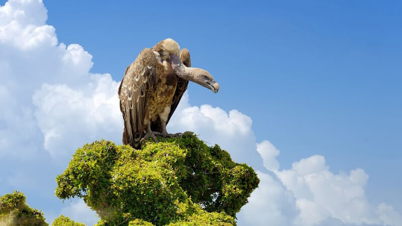Geier sitzt auf einer Baumspitze unter blauem Himmel und lauert nach Beute