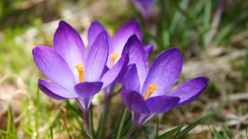 Nahaufnahme drei violette Krokusblüten