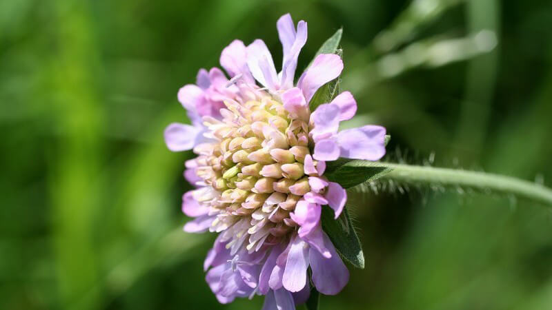 Geöffneter Rotklee, Nahaufnahme, Hintergrund grün
