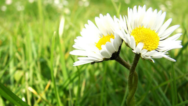 Nahaufnahme zwei umeinander geschlungene Gänseblümchen auf Wiese
