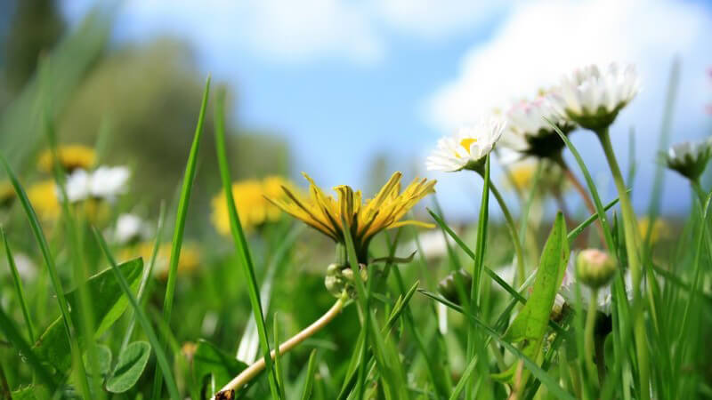 Nahaufnahme Blumen auf grüner Wiese, Frühlingswiese