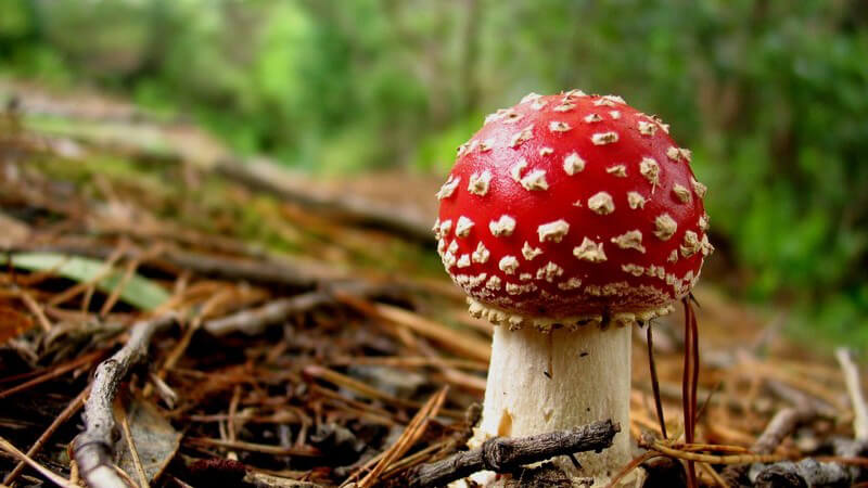 Nahaufnahme roter Giftpilz auf Waldboden