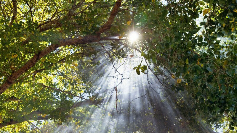 Zweige im Wald durch die Lichtsstrahlen scheinen