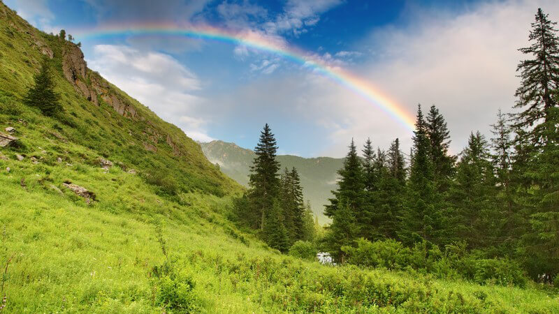 Waldlandschaft unter blauem Himmel mit Regenbogen