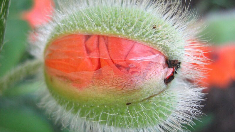 Nahaufnahme Mohnblume, Blüte halb geöffnet
